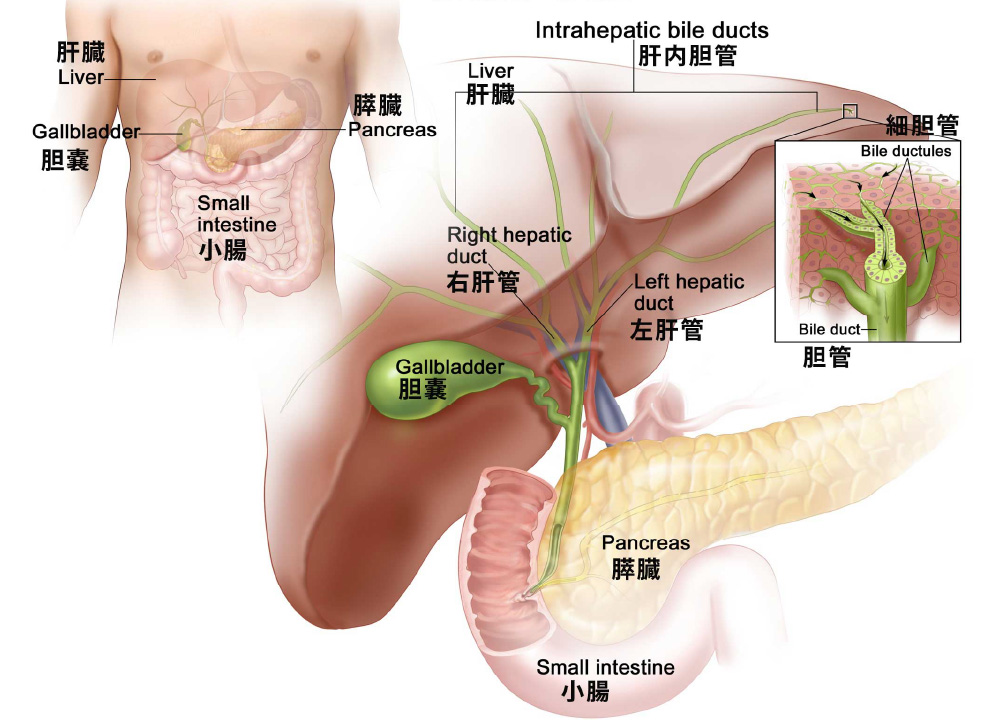 Intrahepatic Bile Duct Anatomy