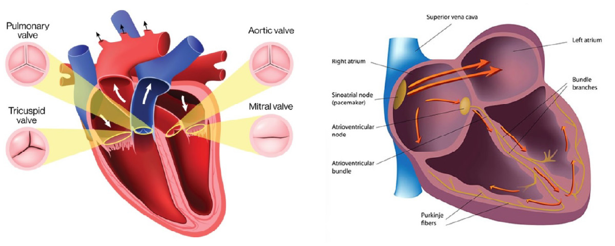 Heart Anatomy