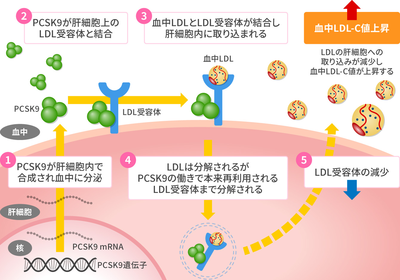 PCSK9阻害剤