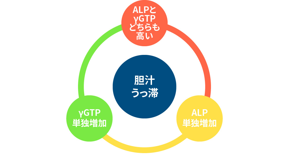 ②胆汁うっ滞パターン